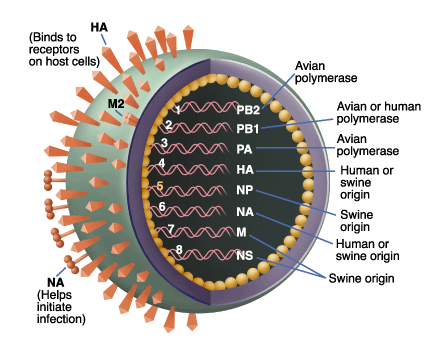 Comprendere l'influenza aviaria : sintomi, cause e terapie