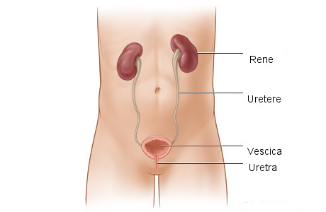 Colore delle urine