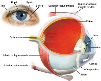 Cheratite : sintomi, cause, diagnosi e cure