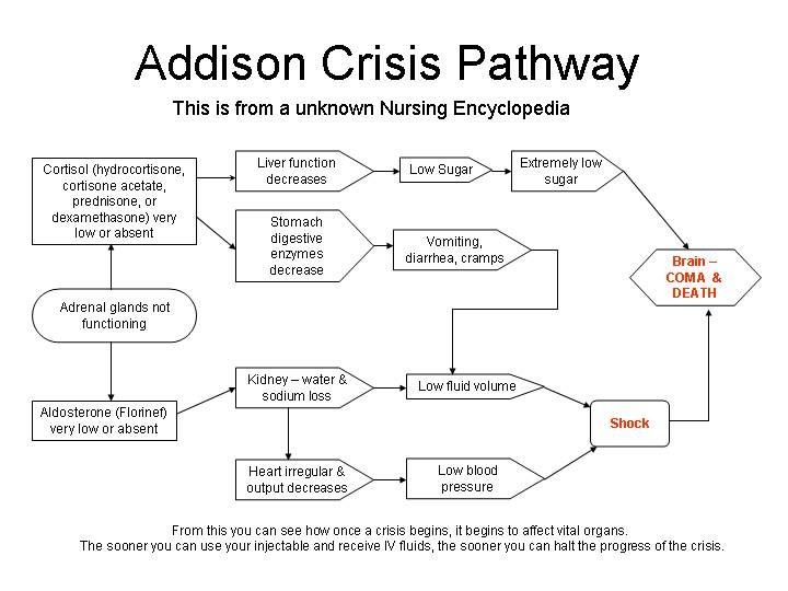 Crisi di Addison21.jpg