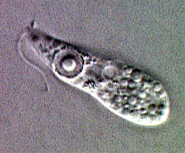 Naegleria_fowleri.jpg