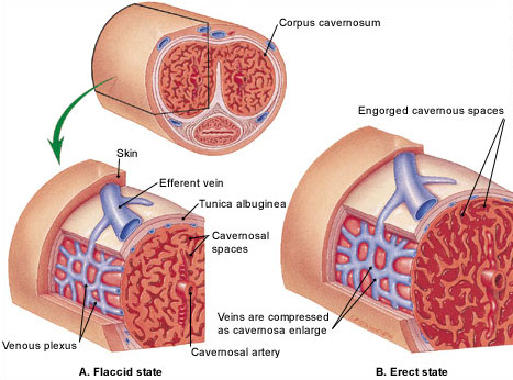 anatomia dei corpi cavernosi.jpg