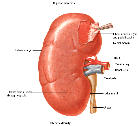 anatomia del rene immagine.gif