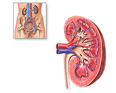 anatomia del rene000.jpg