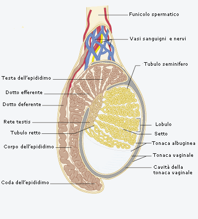 Tumore del testicolo : sintomi, cause, diagnosi e cure