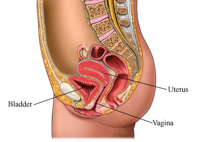 anatomia umana modello2.jpg