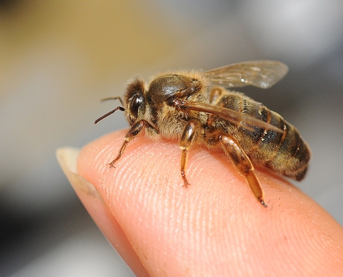 Punture d'ape: trattamenti e pericoli