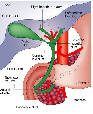 Cancro della colecisti : sintomi, fattori di rischio, diagnosi e cure