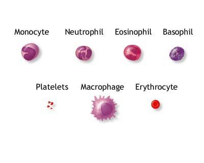 cellule del sangue21.jpg