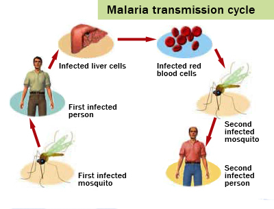 ciclo della malaria.jpg