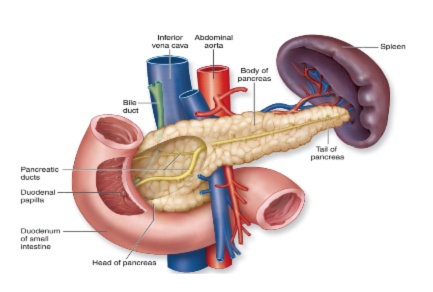 diabete insipido1.jpg