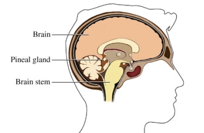 distimia schema del SNC1.jpg