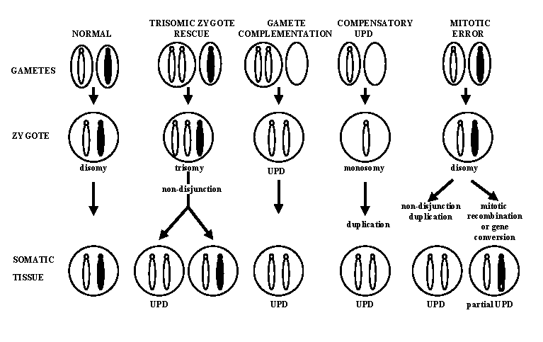 dna e trasmissione ereditaria1.png