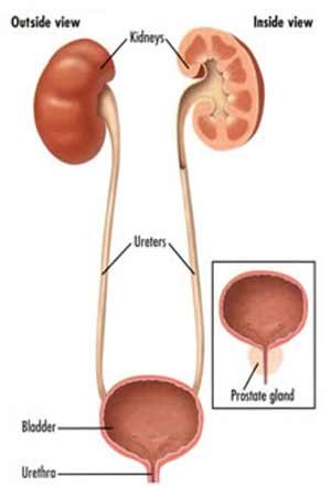 ematuria1.jpeg