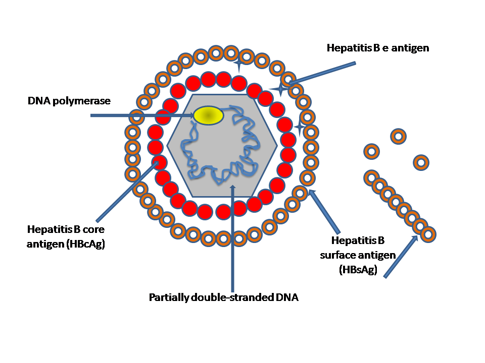 epatite virus.png