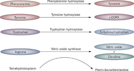 Fenilchetonuria (PKU) : sintomi, cause, genetica, diagnosi e dieta
