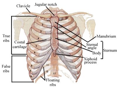 gabbia torcacica.jpg