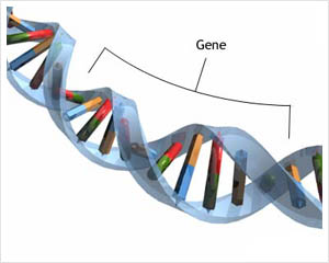 gene1.jpg
