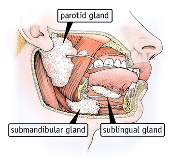 ghiandole salivari schema.jpg