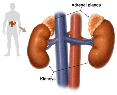 ghiandole surrenali -morbo di Addison1.jpg