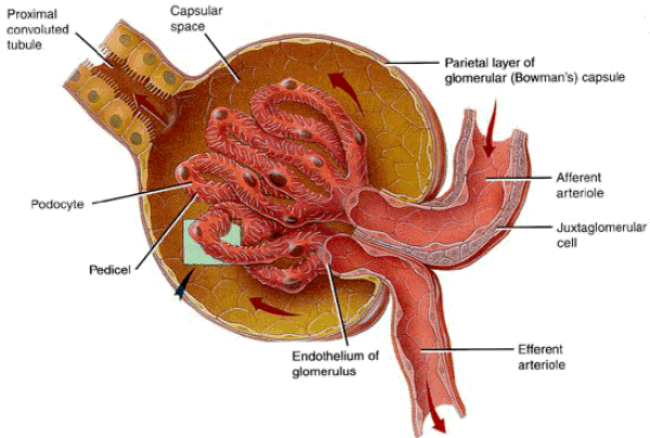 La glomerulonefrite: segni, sintomi e opzioni di trattamento