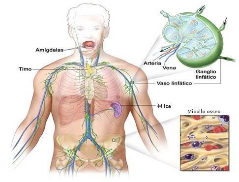 Linfoma non-Hodgkin : segni, cause, sintomi e cure