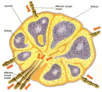 linfonodo.jpg