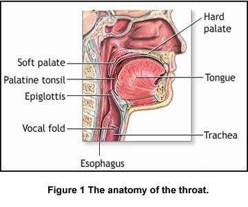 mal di gola anatomia1.jpg