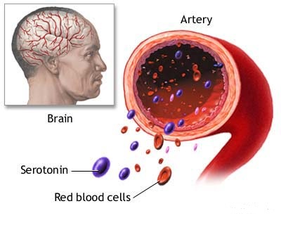 meccanismo della serotonina.jpg