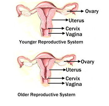 menopausa1.jpg