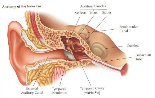 Neuroma acustico: sintomi, cause, complicazioni e terapie