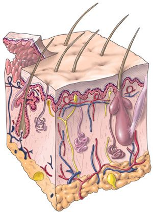 Nevralgia post-herpetica : un dolore sottovalutato