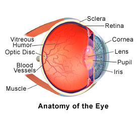 occhio anatomico.jpg