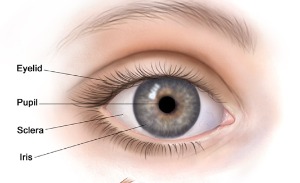 occhio esterno anatomia21.jpg