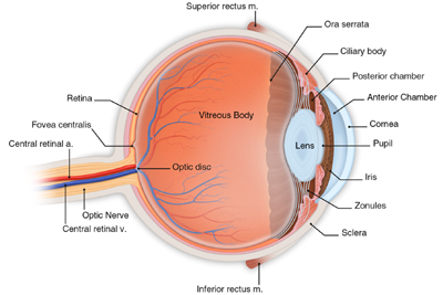 occhio irite anatomia1.jpg
