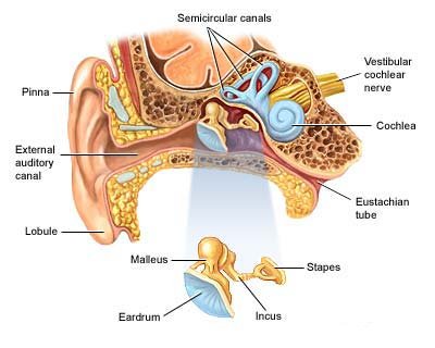 orecchio anatomia1.jpg