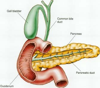Pancreatite: sintomi, segni, cause, diagnosi e terapie