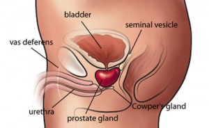 Prostatite: sintomi, cause e cure