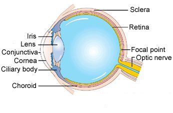 Retinoblastoma : segni, sintomi, cause, terapie e chirurgia