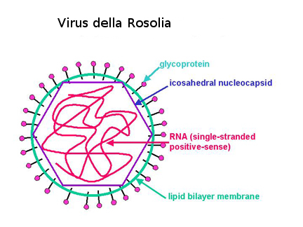 Rosolia : sintomi, cause, cure e vaccinazioni