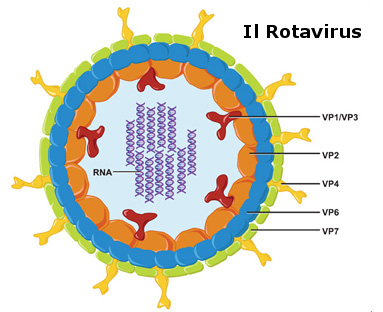 Rotavirus: sintomi, complicazioni e cure