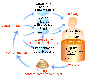 shigella.jpg