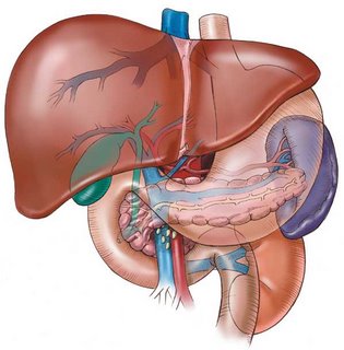 Sindrome di Gilbert : sintomi, cause, diagnosi e cure