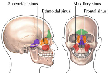 sinusite.jpg