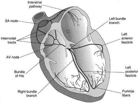 Contrazioni ventricolari premature : sintomi, segni, cause, diagnosi e cure