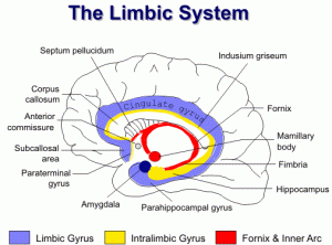 sistema limbico-schema.gif