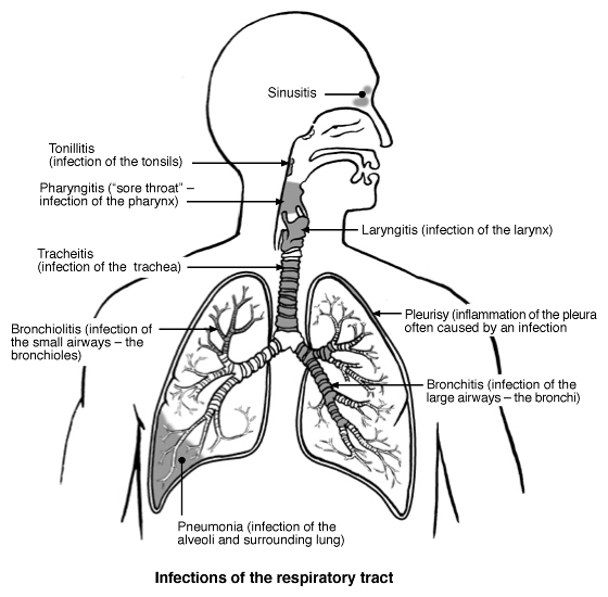 Cosa è l'Influenza?