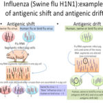 rp_suina-influenza-h1n1.jpg