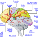 rp_ictus-e-zone-cervello.gif