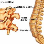 rp_colonna-vertebrale.jpg